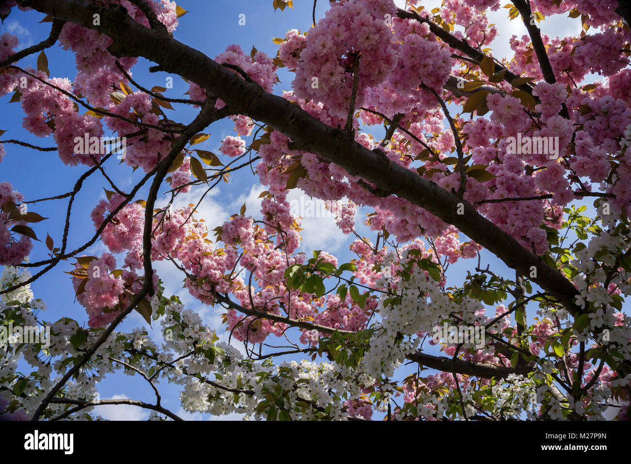 Cherry blossoms (Prunus serrulata), spring at Neumagen-Dhron, Moselle river, Rhineland-Palatinate, Germany, Europe Stock Photo