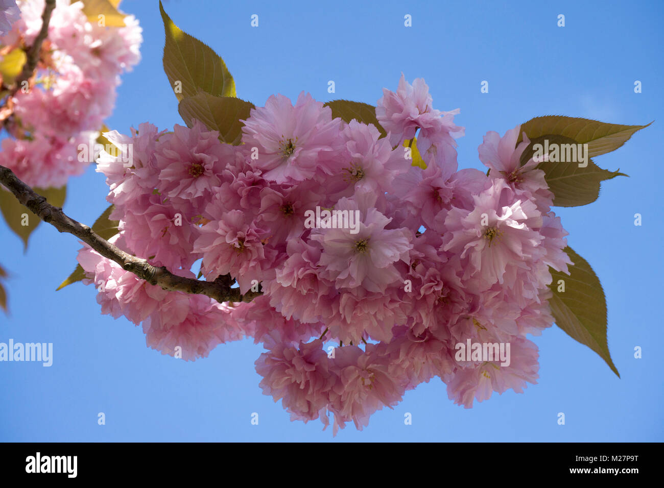 Cherry blossoms (Prunus serrulata), spring at Neumagen-Dhron, Moselle river, Rhineland-Palatinate, Germany, Europe Stock Photo