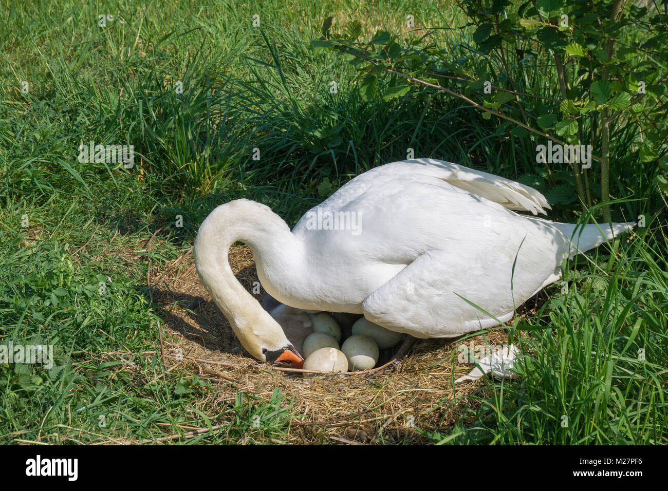 Breeding swan (Cygnus olor) with eggs at riverside, Moselle river, Neumagen-Dhron, Rhineland-Palatinate, Germany, Europe Stock Photo