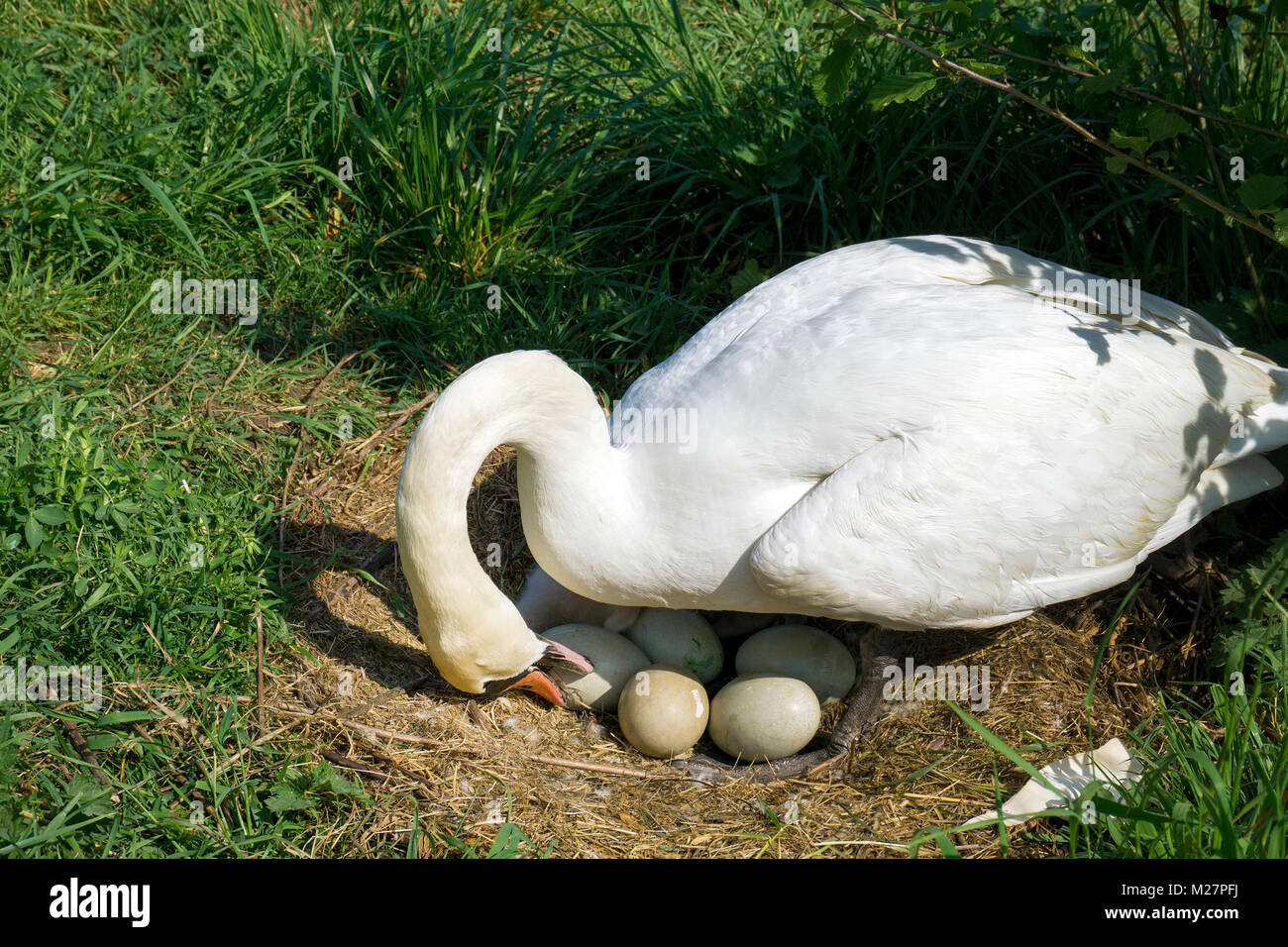 Breeding swan (Cygnus olor) with eggs at riverside, Moselle river, Neumagen-Dhron, Rhineland-Palatinate, Germany, Europe Stock Photo