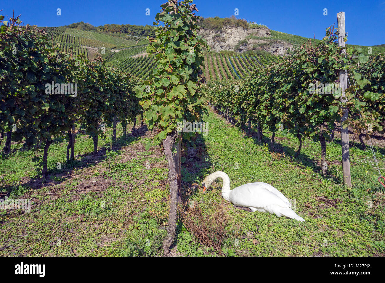 A swan (Cygnus olor) feeds on grapes at vine stocks, autun scenery at wine village Piesport, Moselle river, Rhineland-Palatinate, Germany, Europe Stock Photo