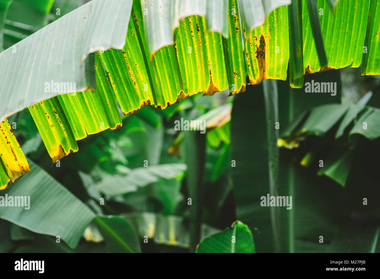 Banana palm leave close up on the trakking route in Paul valley on Santo Antao, Cape Verde Stock Photo