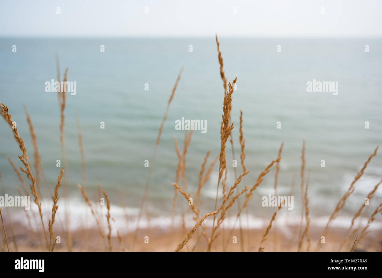 Dry grass, Beach, English Channel Stock Photo