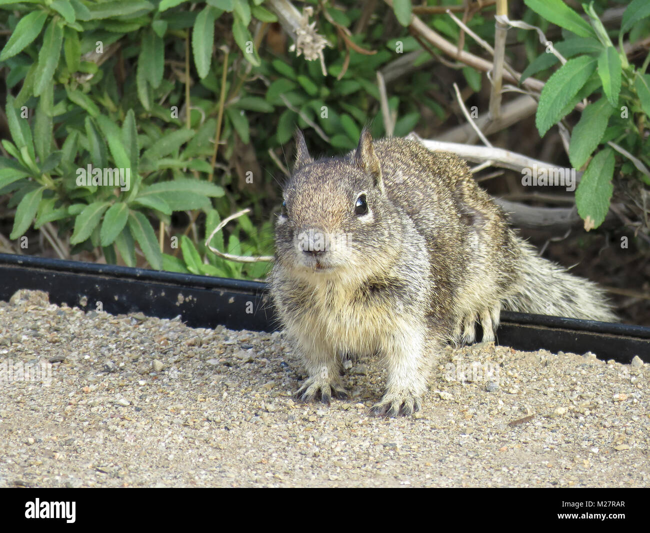 Curious California ground squirrel (Otospermophilus beecheyi) Stock Photo