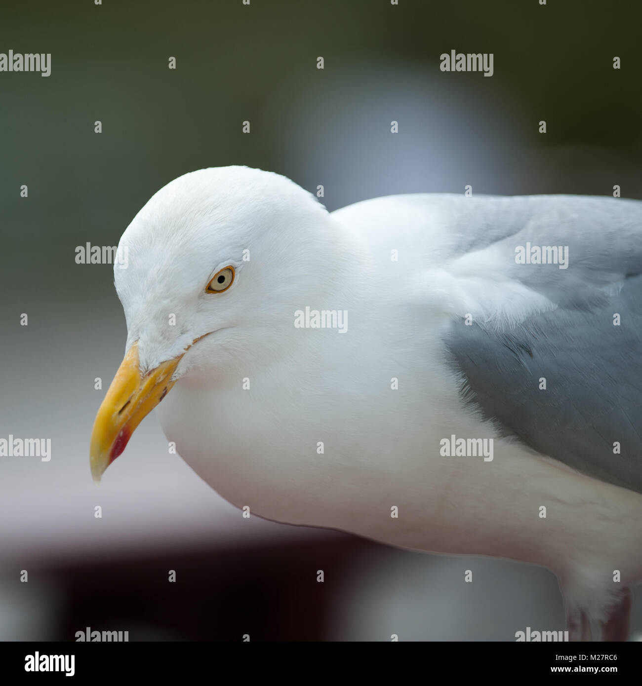 Hungry Herring Gull Stock Photo