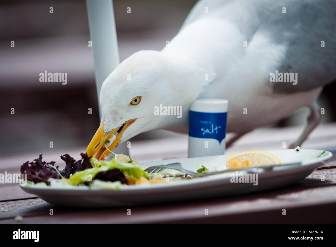 Hungry Herring Gull Stock Photo