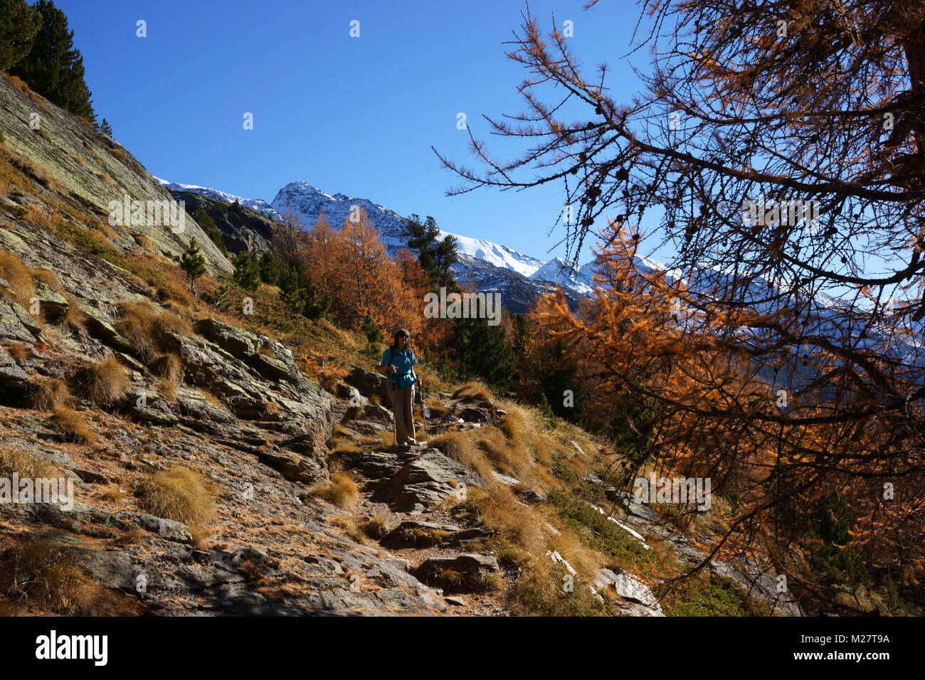Gspon to Saas Grund 'Höhenweg' hiking trail, larch trees and snow capped mountains, fall, Valais, Switzerland Stock Photo
