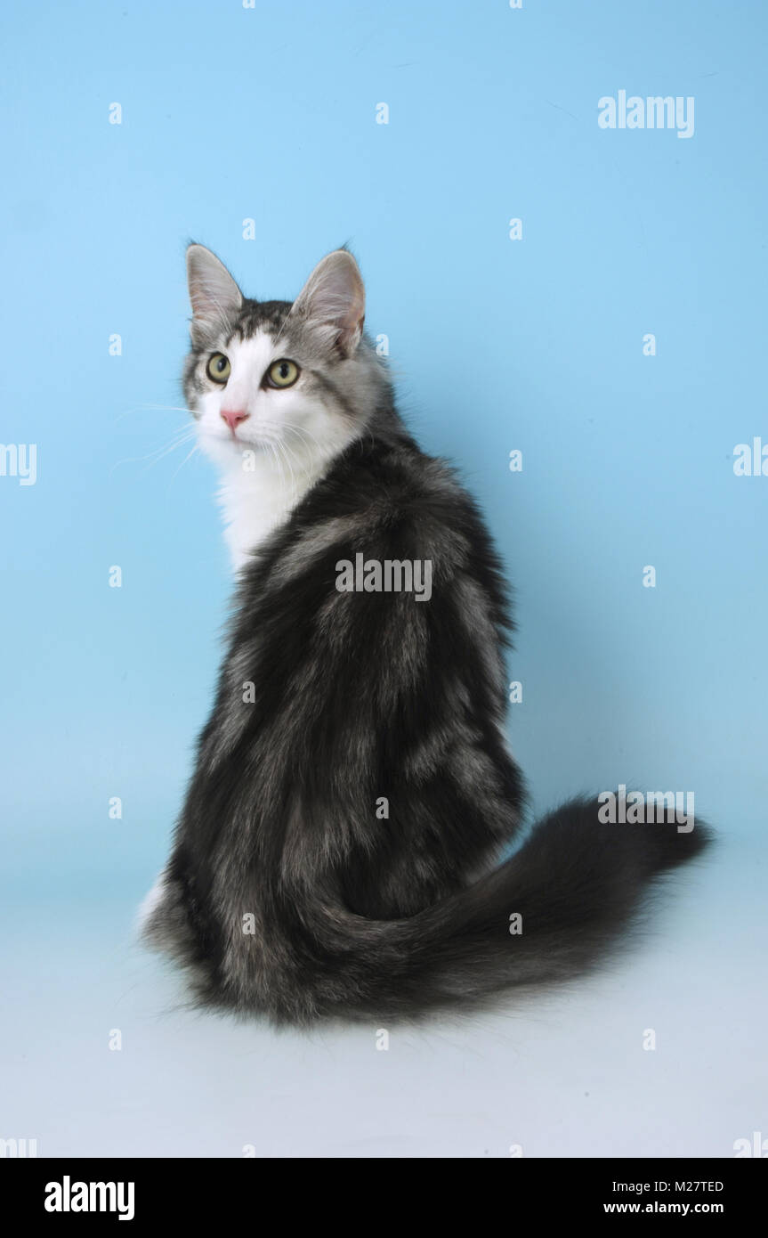 silver tabby and white norwegian forest cat, sitting Stock Photo Alamy