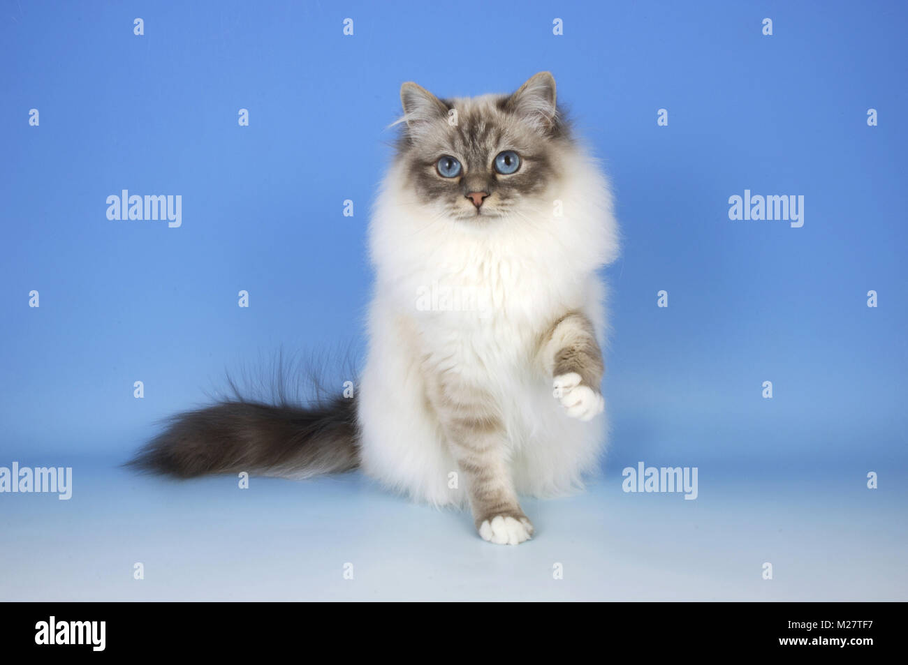 Blue tabby store birman