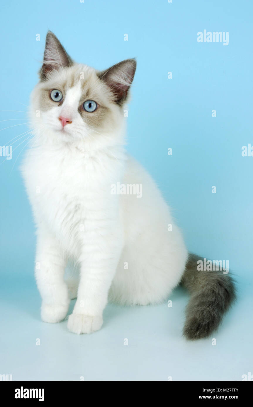 Bi Colour Cat Stock Photos Bi Colour Cat Stock Images Alamy