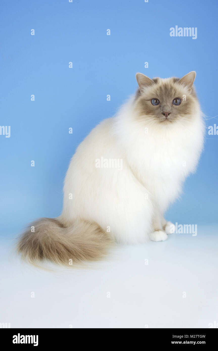 lilac point birman cat sitting Stock Photo Alamy