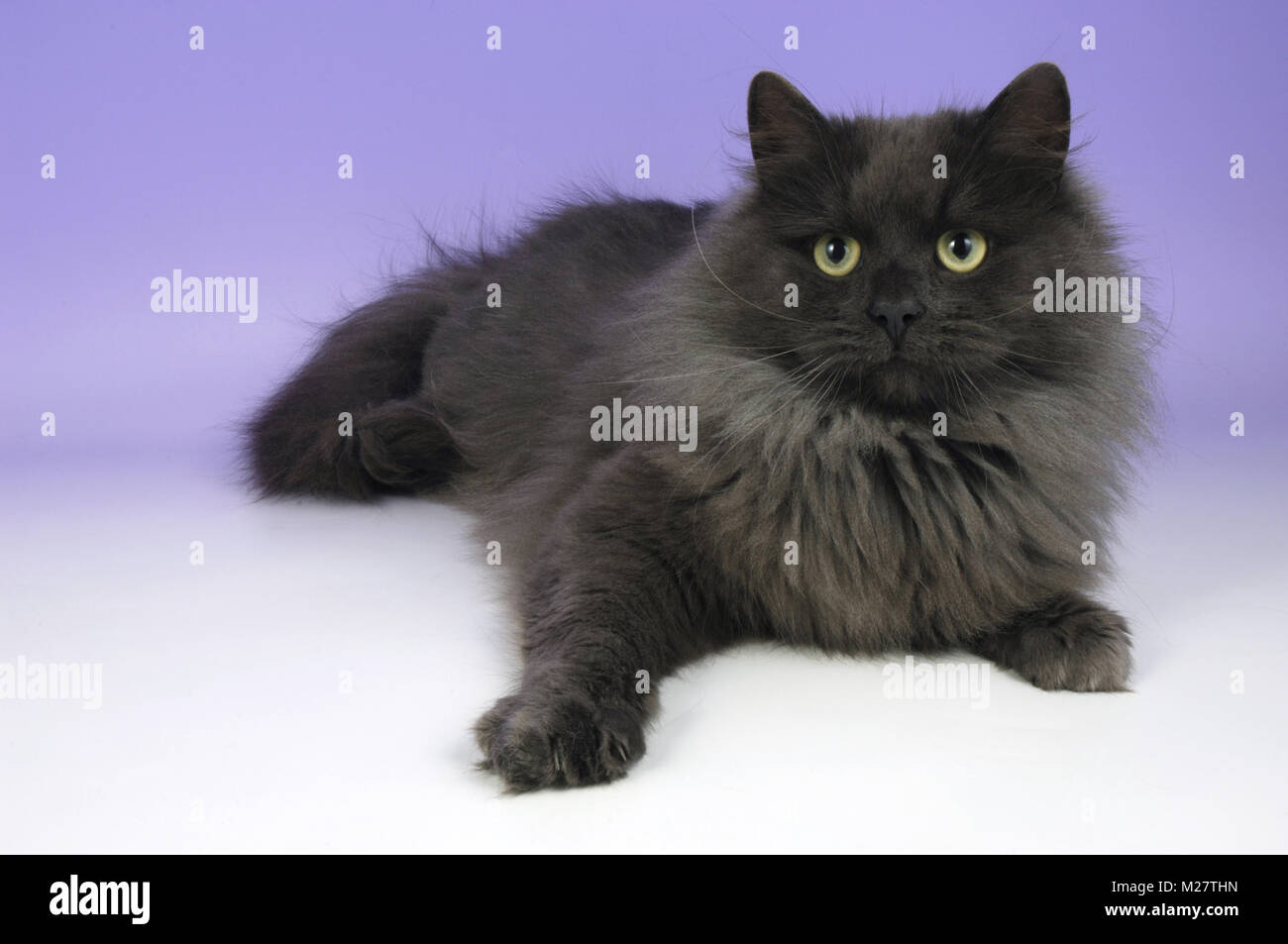 blue smoke siberian cat, lying down 