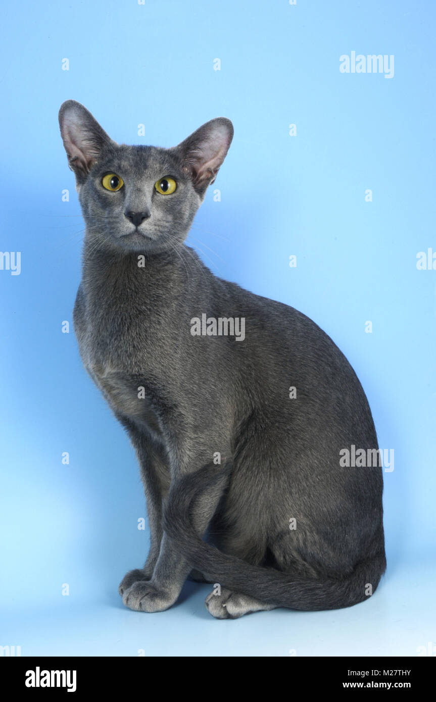 blue oriental cat