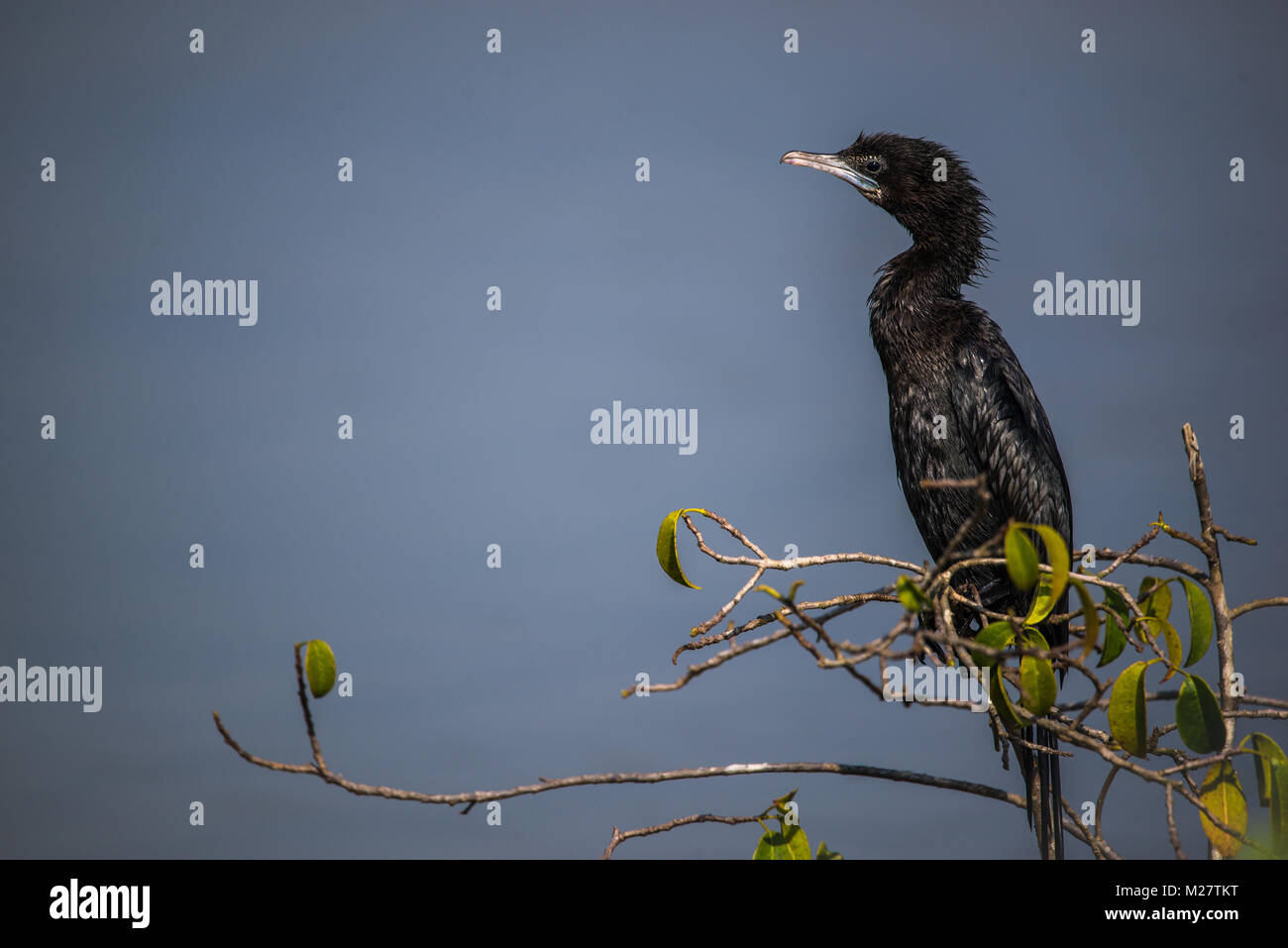 A little cormorant bird perched on a tree Stock Photo - Alamy