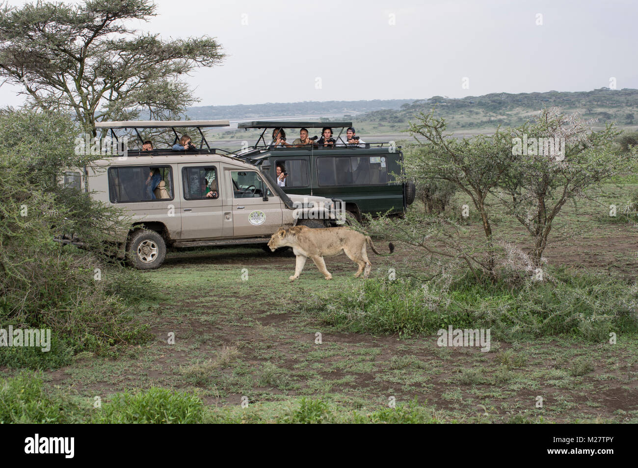 Female lioness in the Serengeti walking near safari SUV vehicles Stock Photo