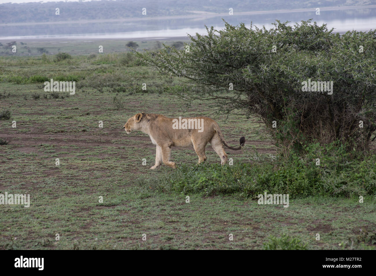 Female lioness in the Serengeti walking near safari SUV vehicles Stock Photo