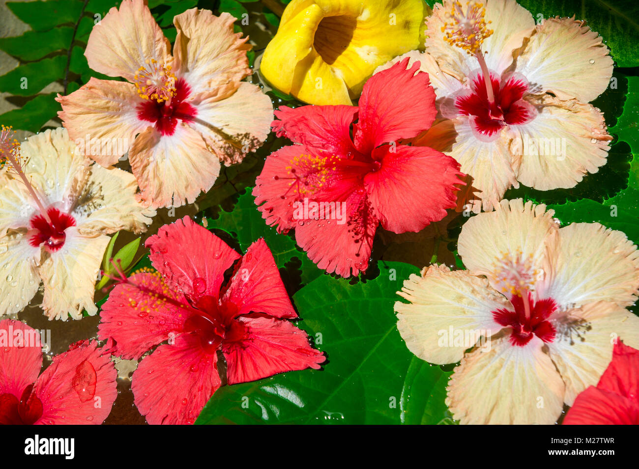 Peach and yellow hibiscus hi-res stock photography and images - Alamy