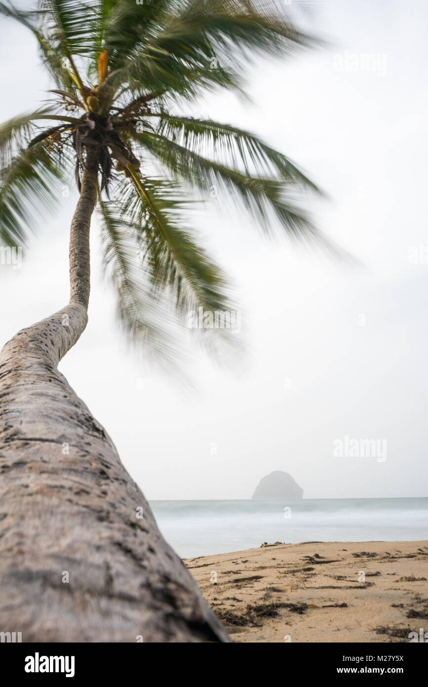 Coconut palm blown by the wind during a storm on Le diamant beach, in the French Caribbean island of Martinique Stock Photo