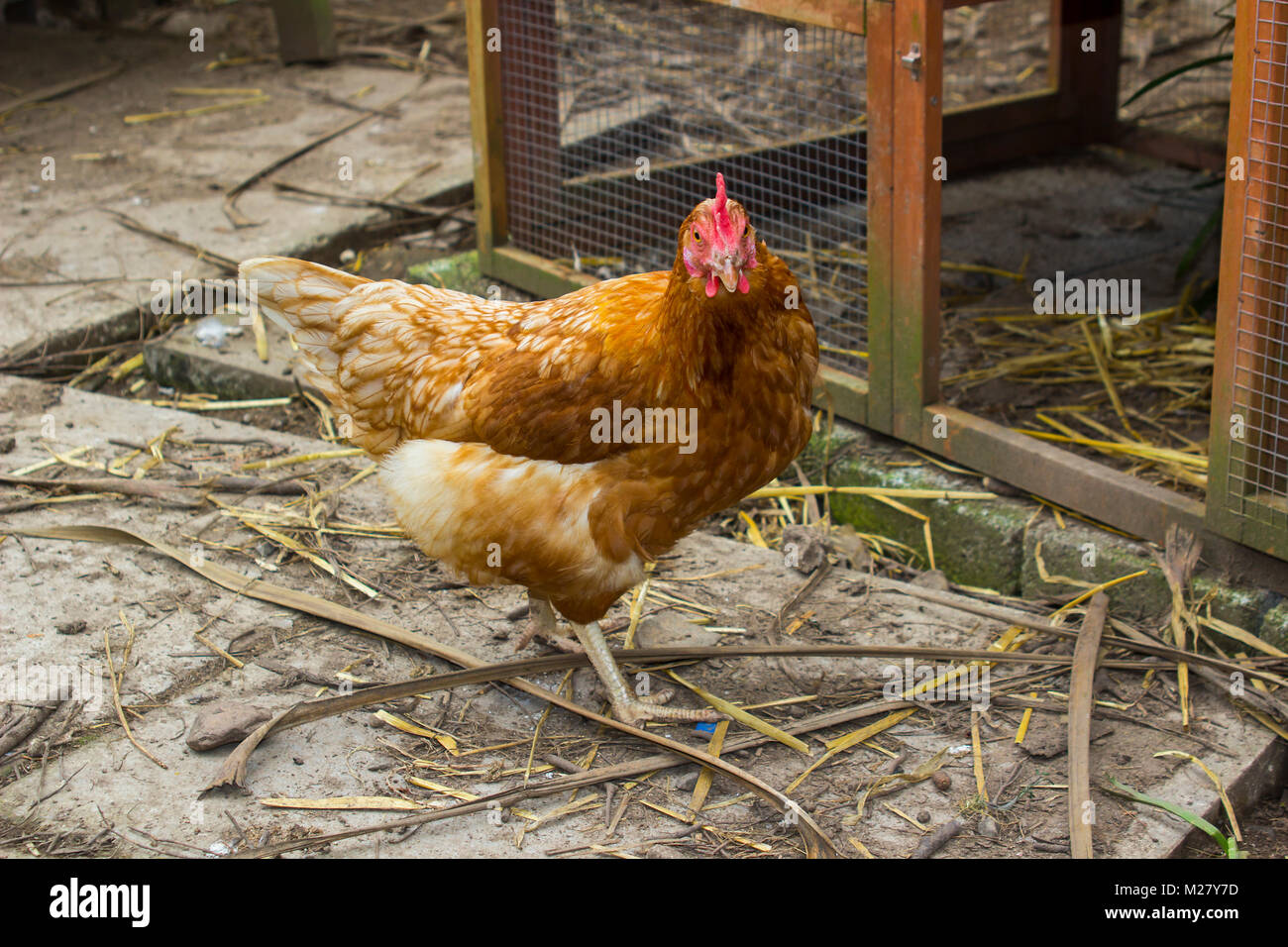A simple red hybrid hen used in backyard chicken egg production for a small family Stock Photo