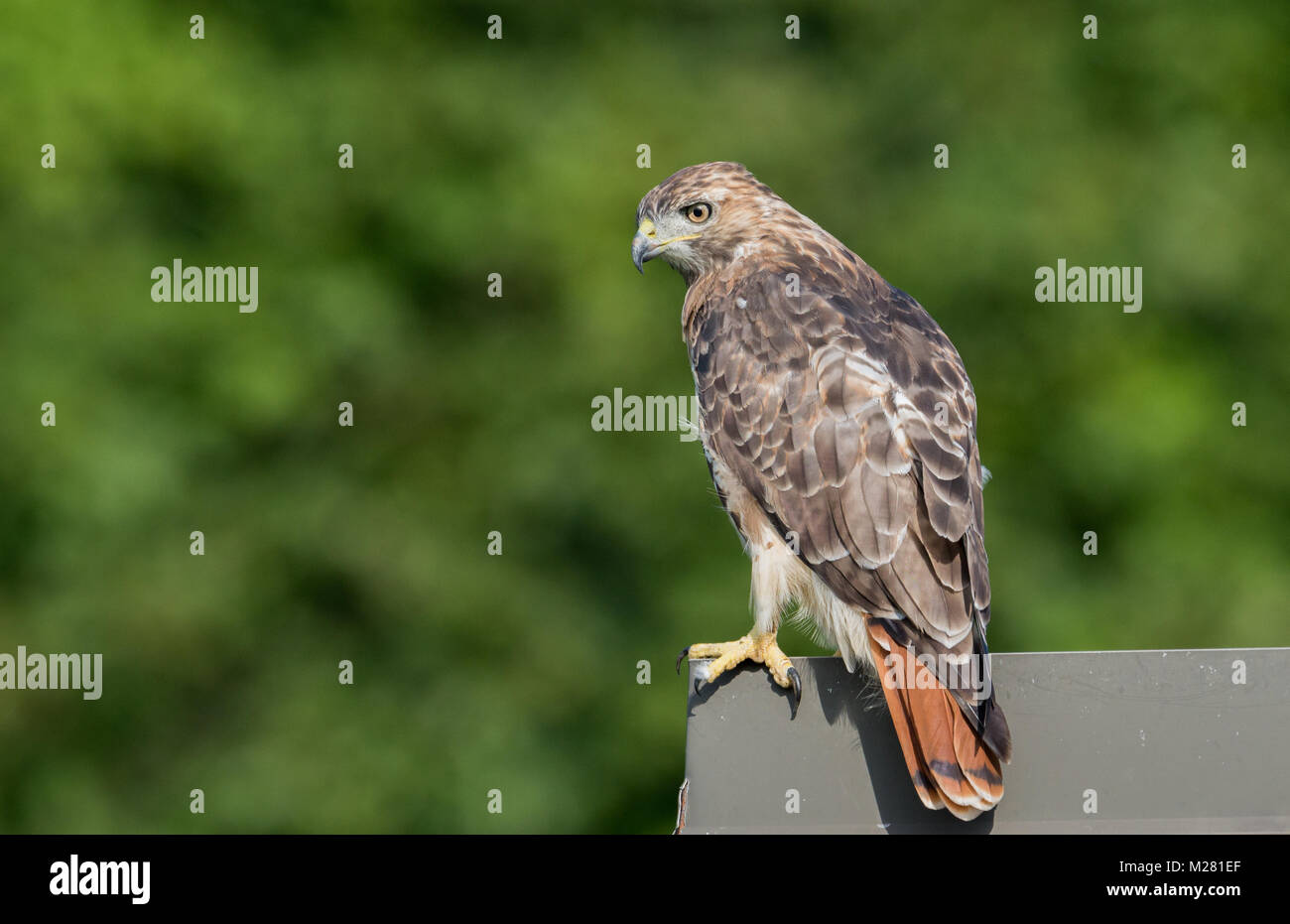 Red Tailed Hawk Stock Photo Alamy