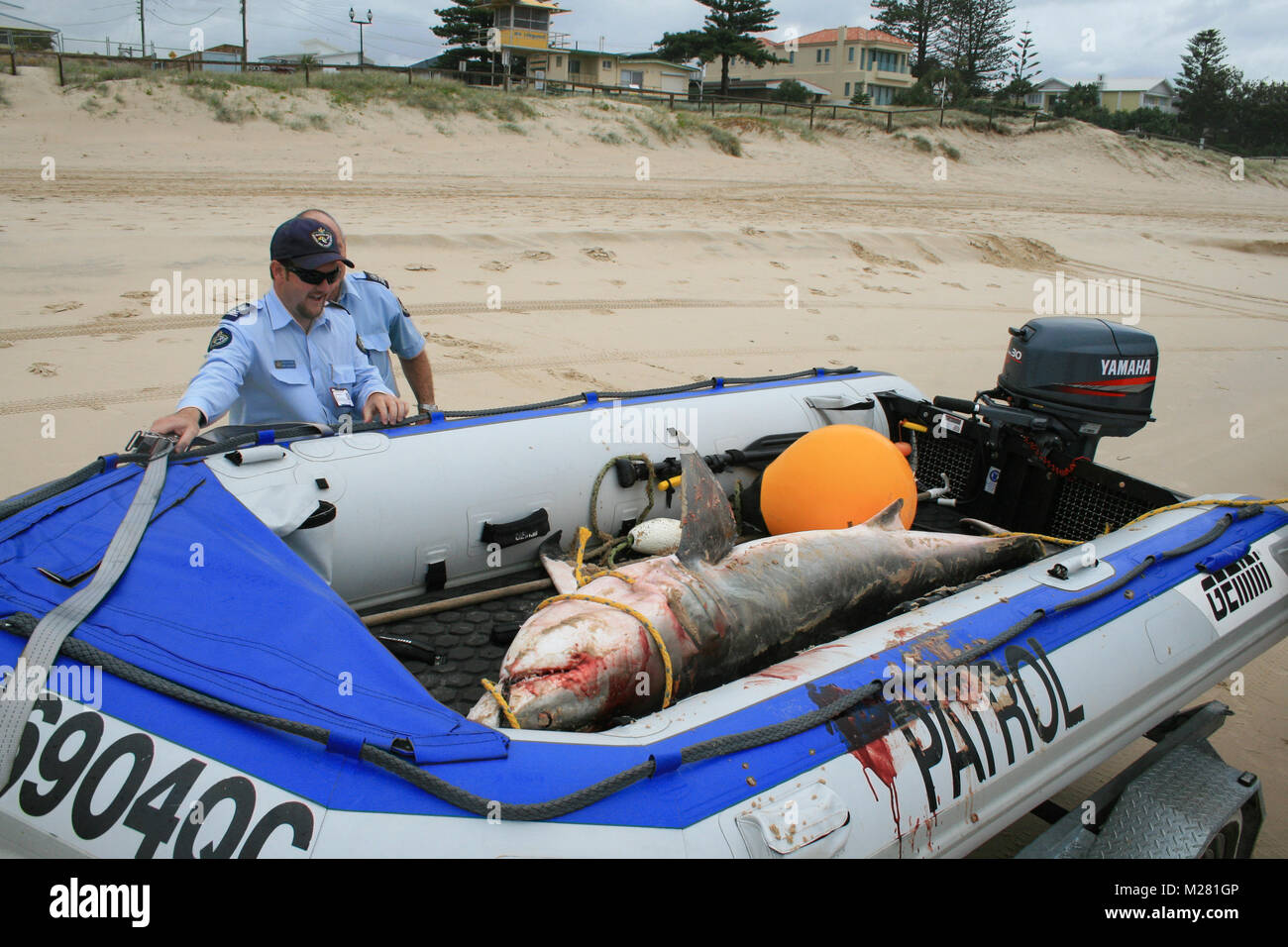 The dying moments of a Great White Shark which washed ashore, caught on a drumline set to kill large sharks in Queensland Stock Photo