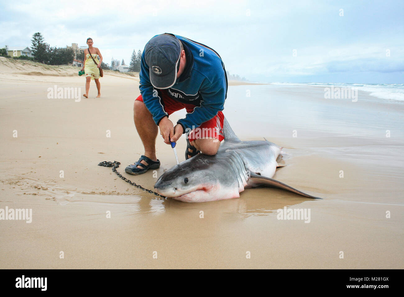 Sand tiger shark bite hi-res stock photography and images - Alamy