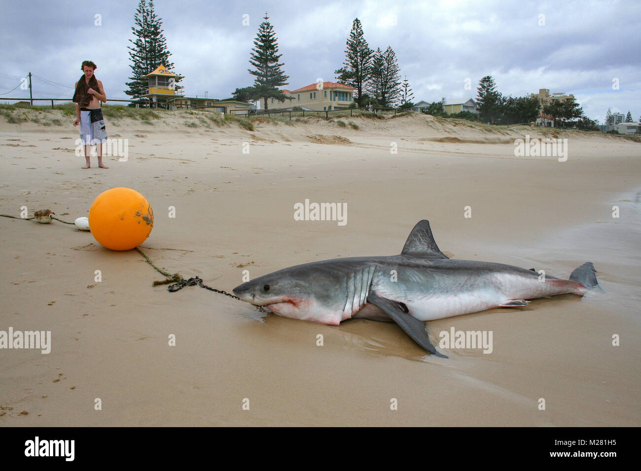 The dying moments of a Great White Shark which washed ashore, caught on