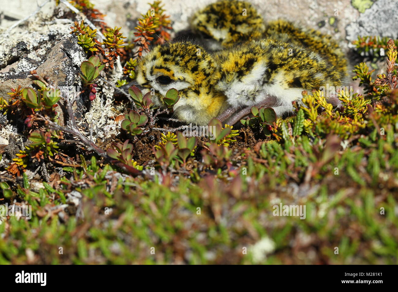 European golden plover (Pluvialis apricaria), a few days old chick, camouflaged between groundcovers in the tundra, Norway Stock Photo