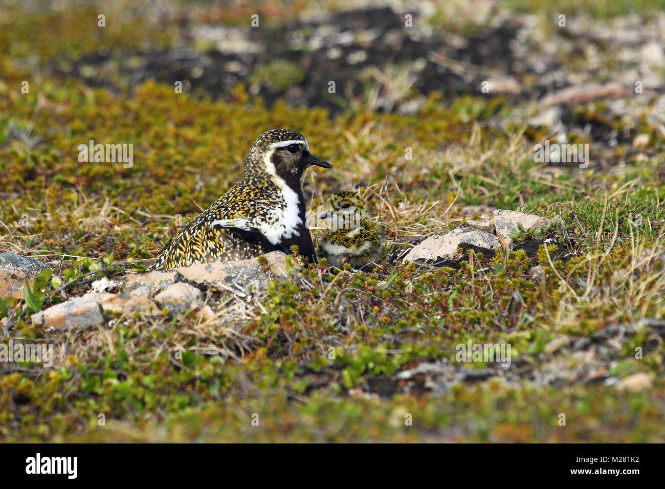 European golden plover (Pluvialis apricaria), camouflaged with a few days old chick, Tundra, Norway Stock Photo