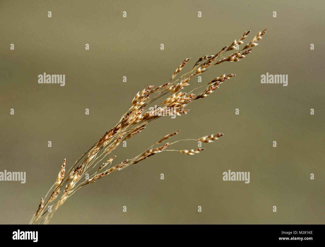 Ear of Williams lovegrass (Eragrostis tef), Province of Tigray, Ethiopia Stock Photo