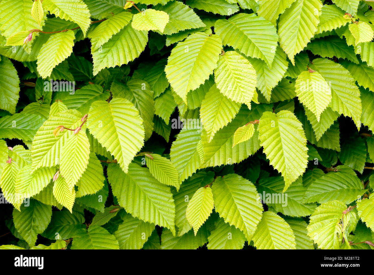 European hornbeam (Carpinus betulus), leaves of a hedge, North Rhine-Westphalia, Germany Stock Photo