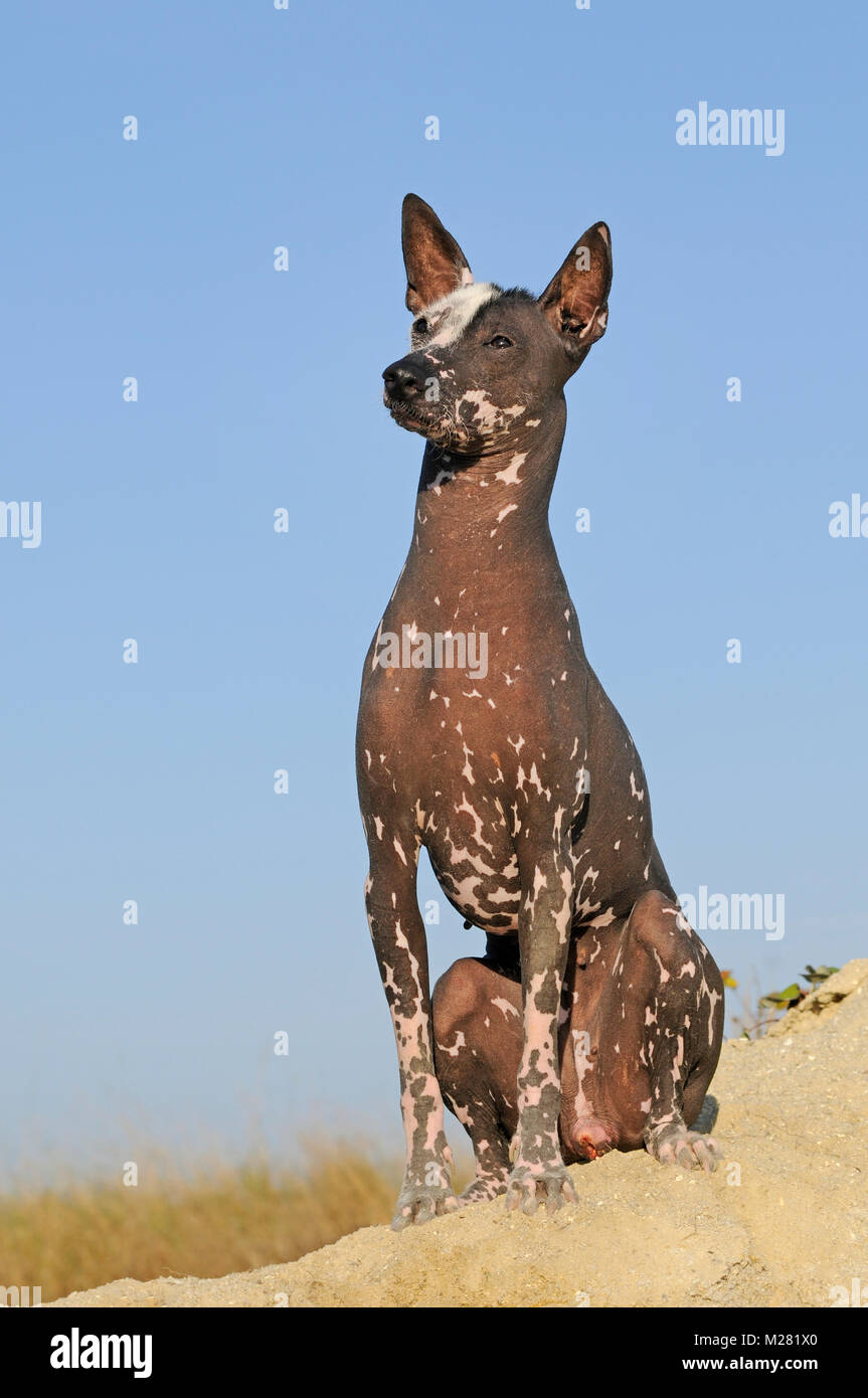 Perro sin pelo del Perú, Peruvian hairless dog, bitch, sitting Stock Photo  - Alamy