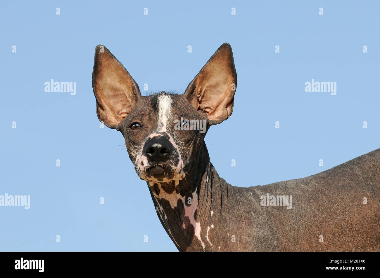 Perro sin pelo del Perú, Peruvian hairless dog, young dog, animal portrait Stock Photo