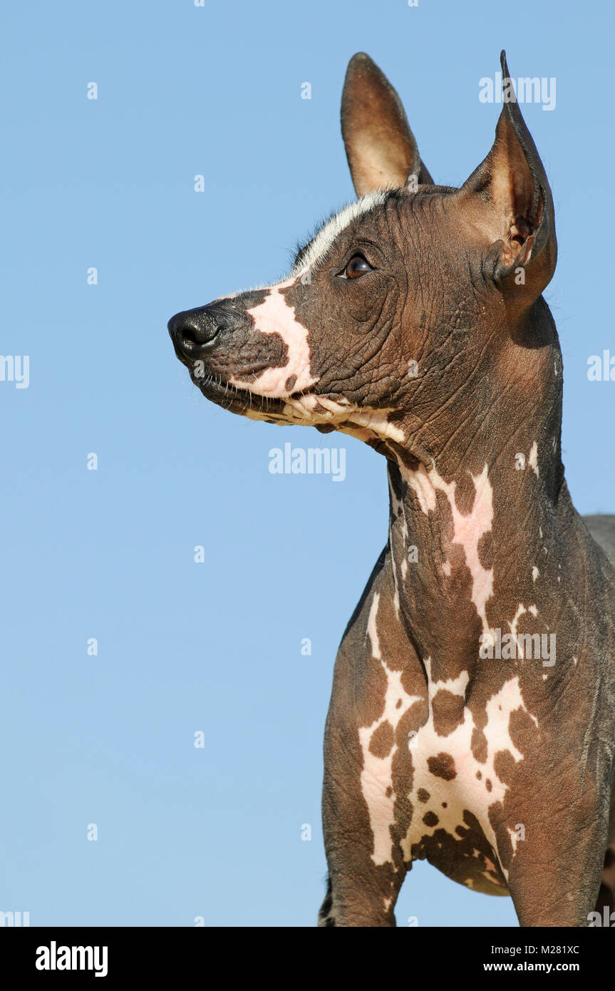 Perro sin pelo del Perú, Peruvian hairless dog, young animal, animal portrait Stock Photo