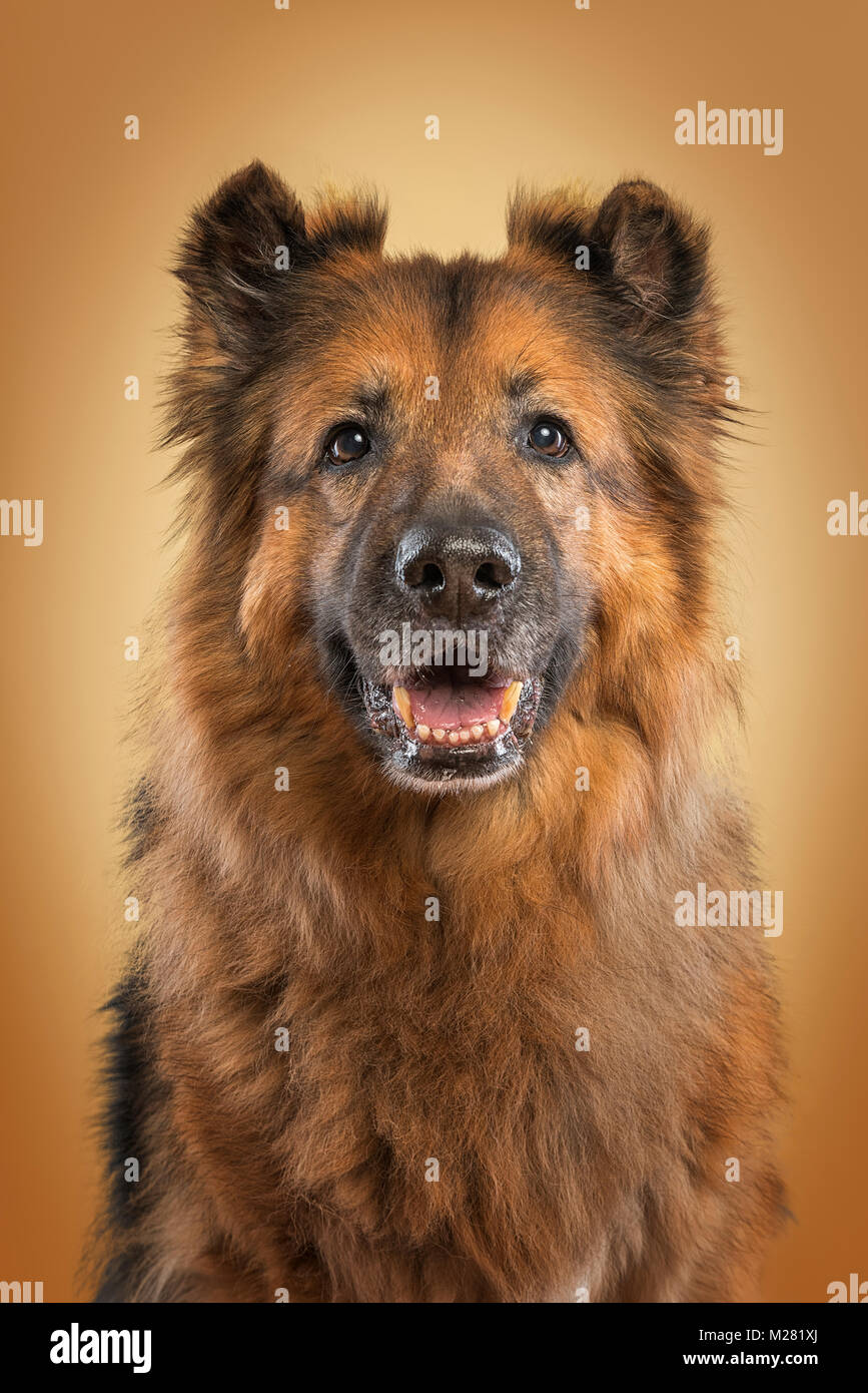 Animal portrait German Shepherd Dog Stock Photo