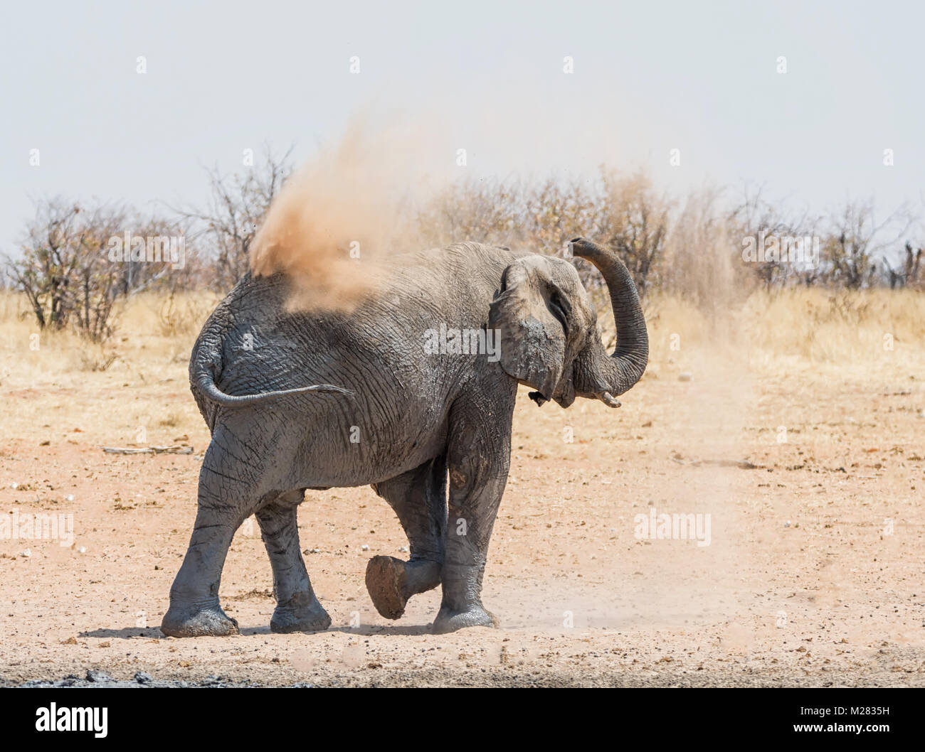 An adult Elephant giving itself a dust bath in Namibian savanna Stock