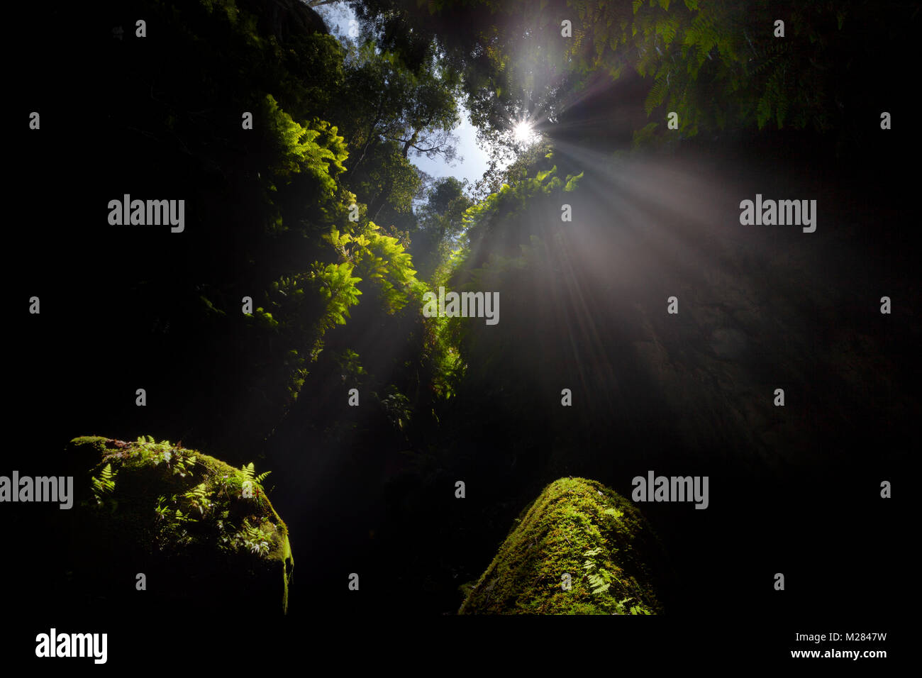 Looking up, light rays light up the green, fern-covered canyon floor. Claustral Canyon, Australia. Stock Photo