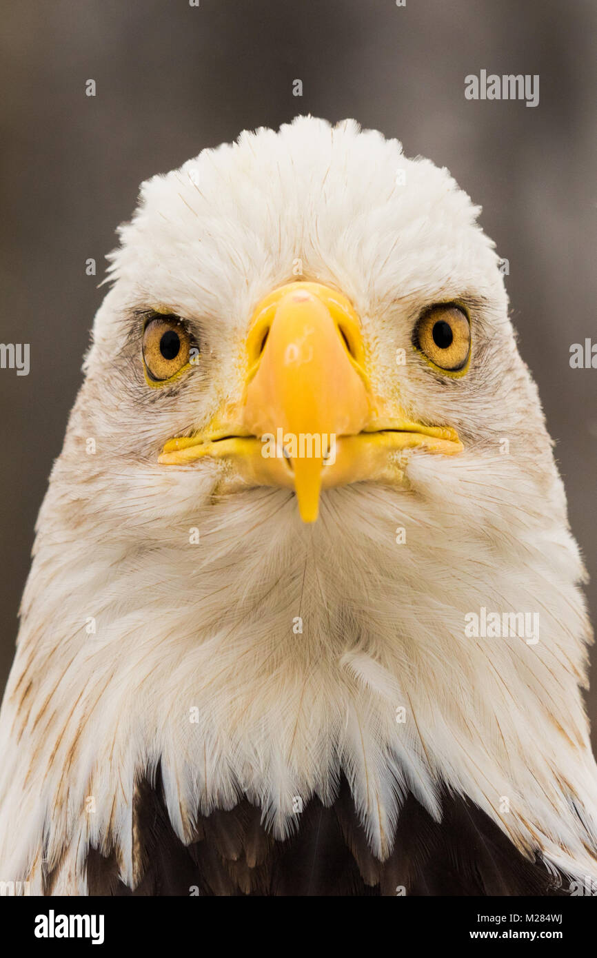 Close up portrait of a bald eagle looking at the camera Stock Photo