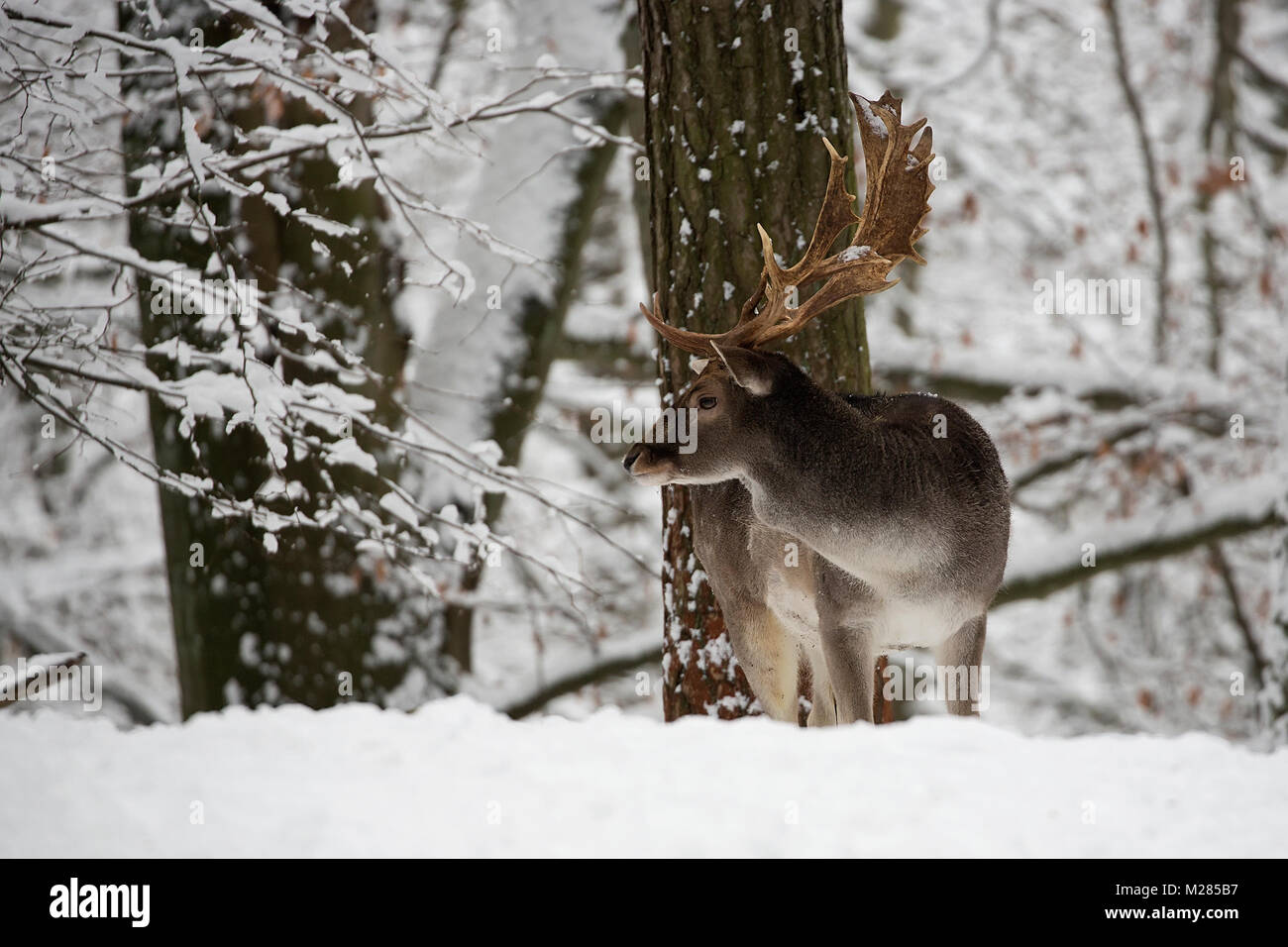 Fallow deer in winter in the forest Stock Photo