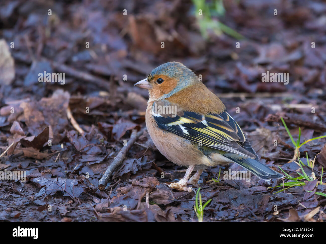 Adult male Common Chaffinch (Fringilla coelebs), a small bird in Winter foraging on the ground in West Sussex, England, UK. Stock Photo