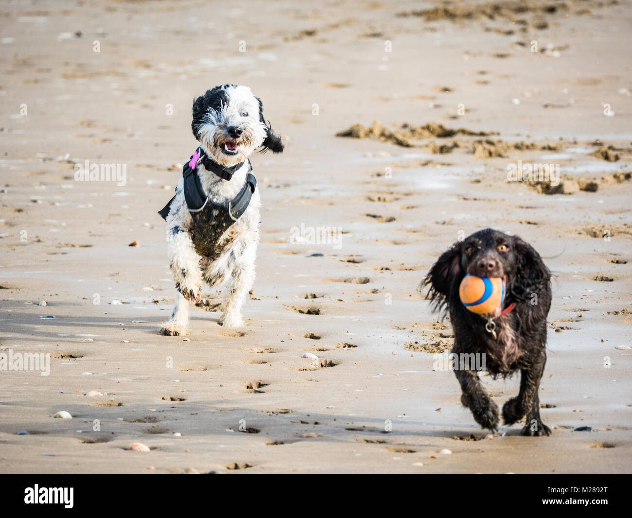 Cocker Labradoodle Labradoodle and cocker spaniel running across beach Stock Photo - Alamy