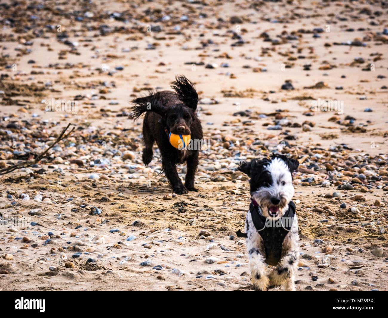 Cocker Labradoodle Labradoodle and cocker spaniel running across beach Stock Photo - Alamy