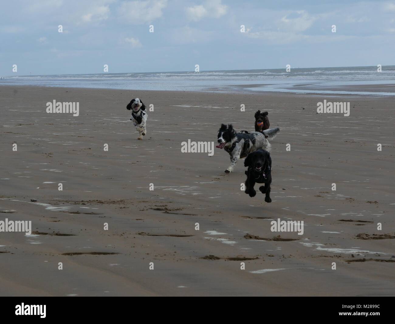 Dogs running across sandy beach, Camber Sands, East Sussex Stock Photo