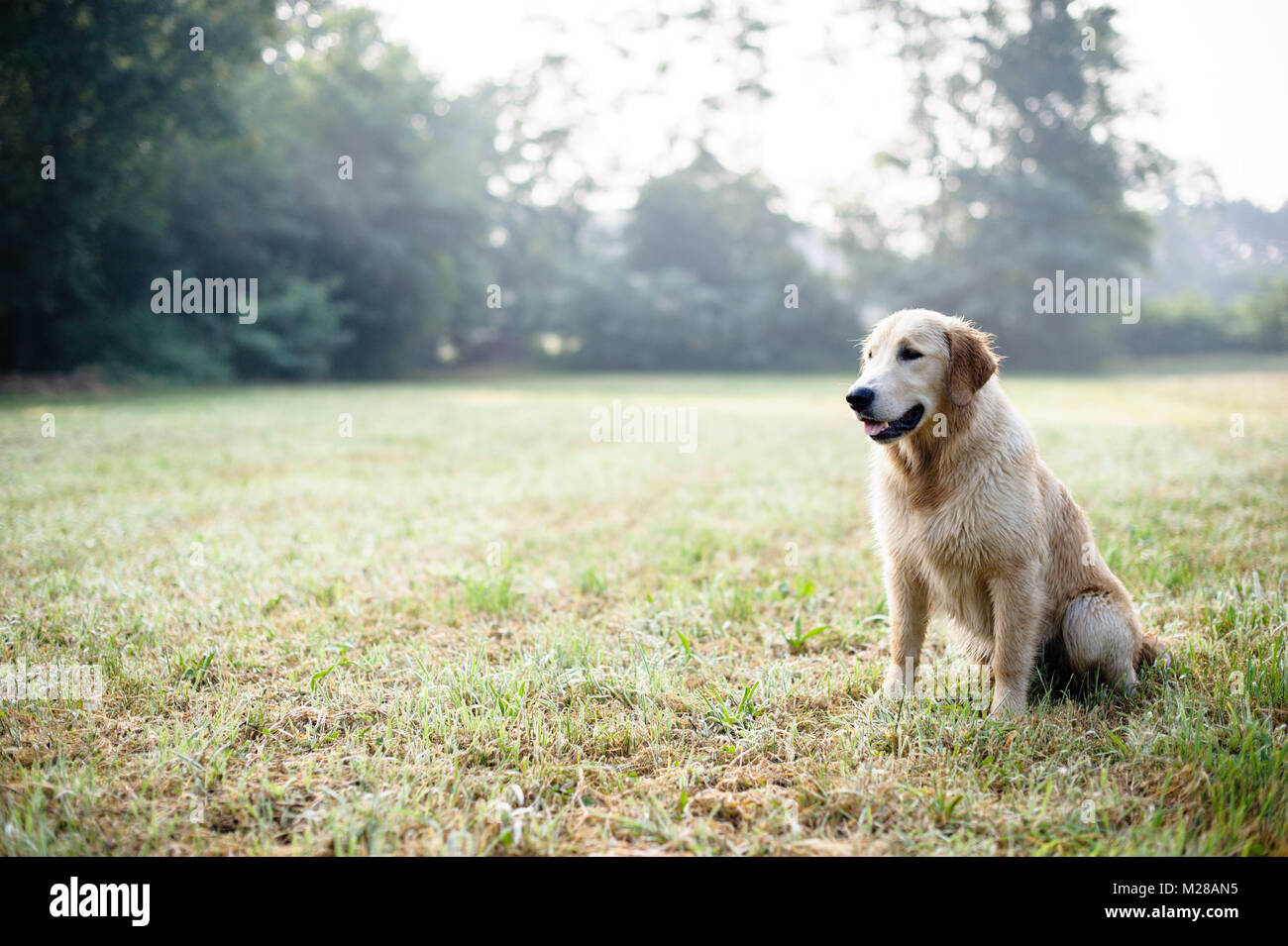 portrait of golden retriever dog in nature outdoor, woods and meadows ...