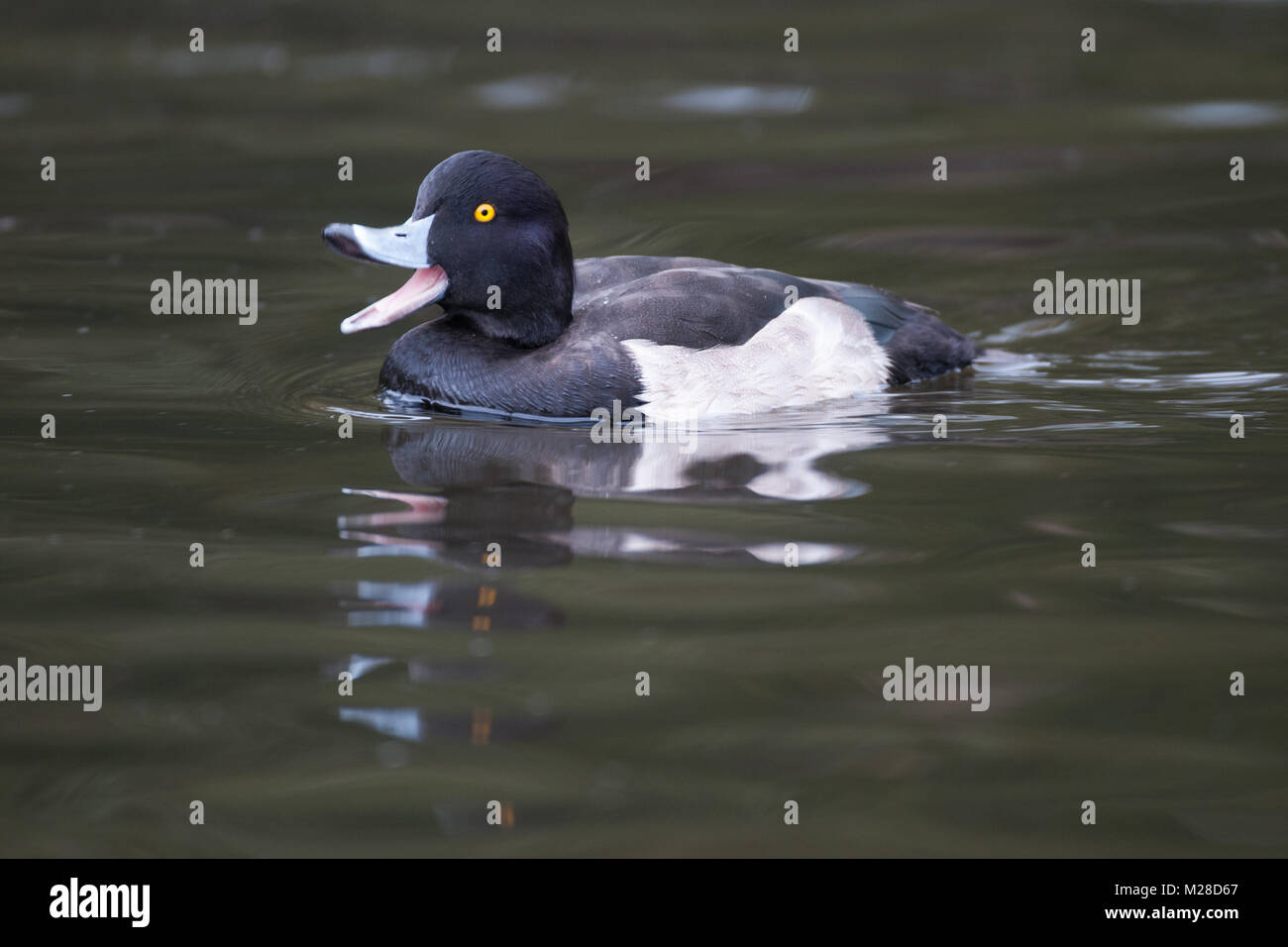 tufted duck swimming with mouth open showing full body Stock Photo