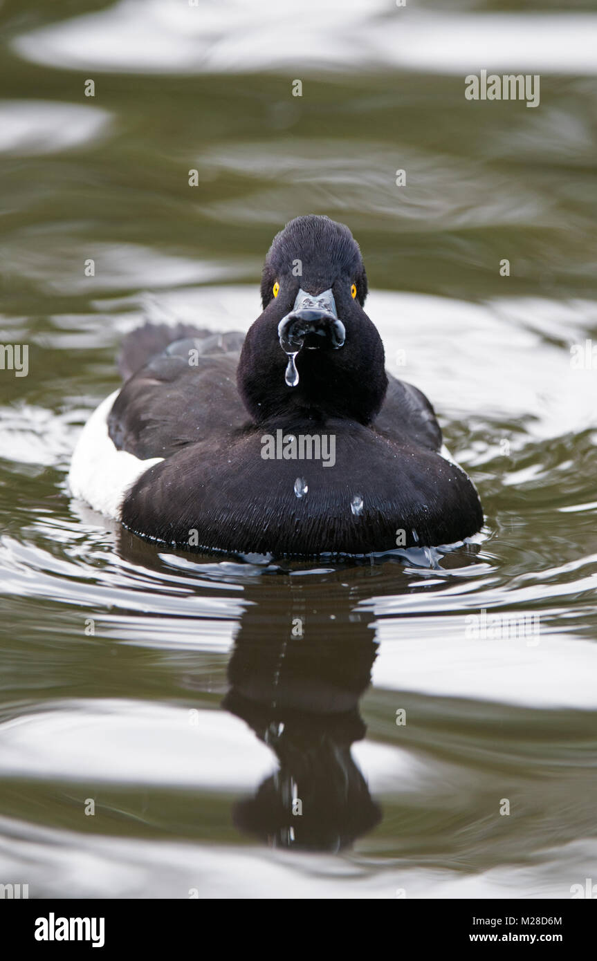 tufted duck with water drops falling from bill sutton park west midlands england Stock Photo
