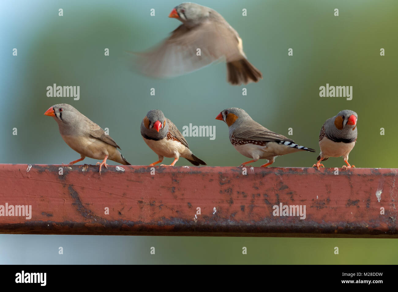 Zebra finches hi-res stock photography and images - Alamy