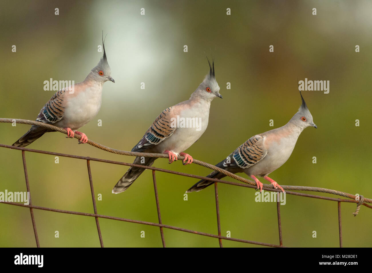 three crested pigeons sitting on rust fence rail northern territory australia Stock Photo