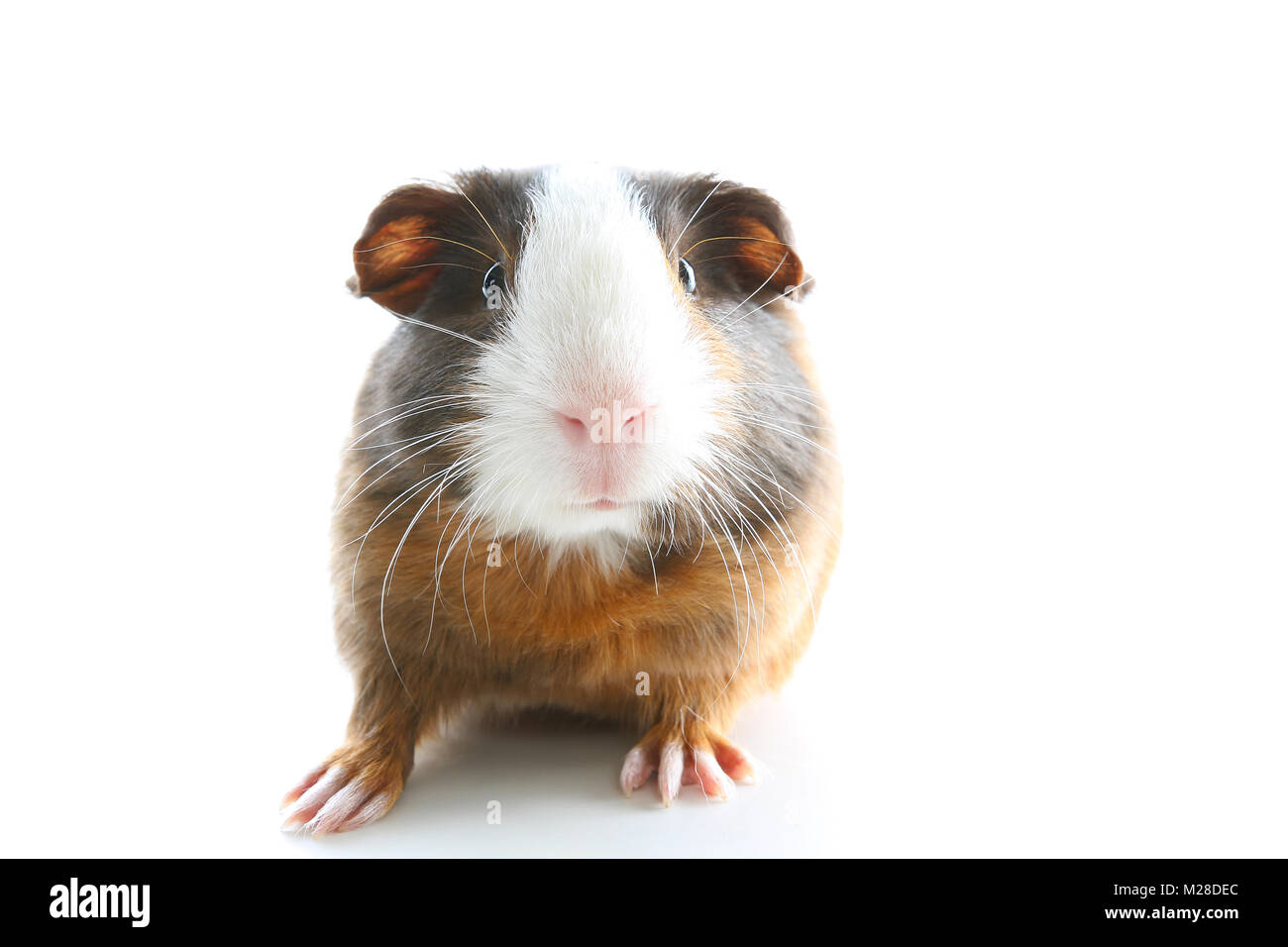 Guinea pig on studio white background. Isolated white pet photo. Sheltie peruvian pigs with symmetric pattern. Domestic guinea pig Cavia porcellus or cavy Stock Photo