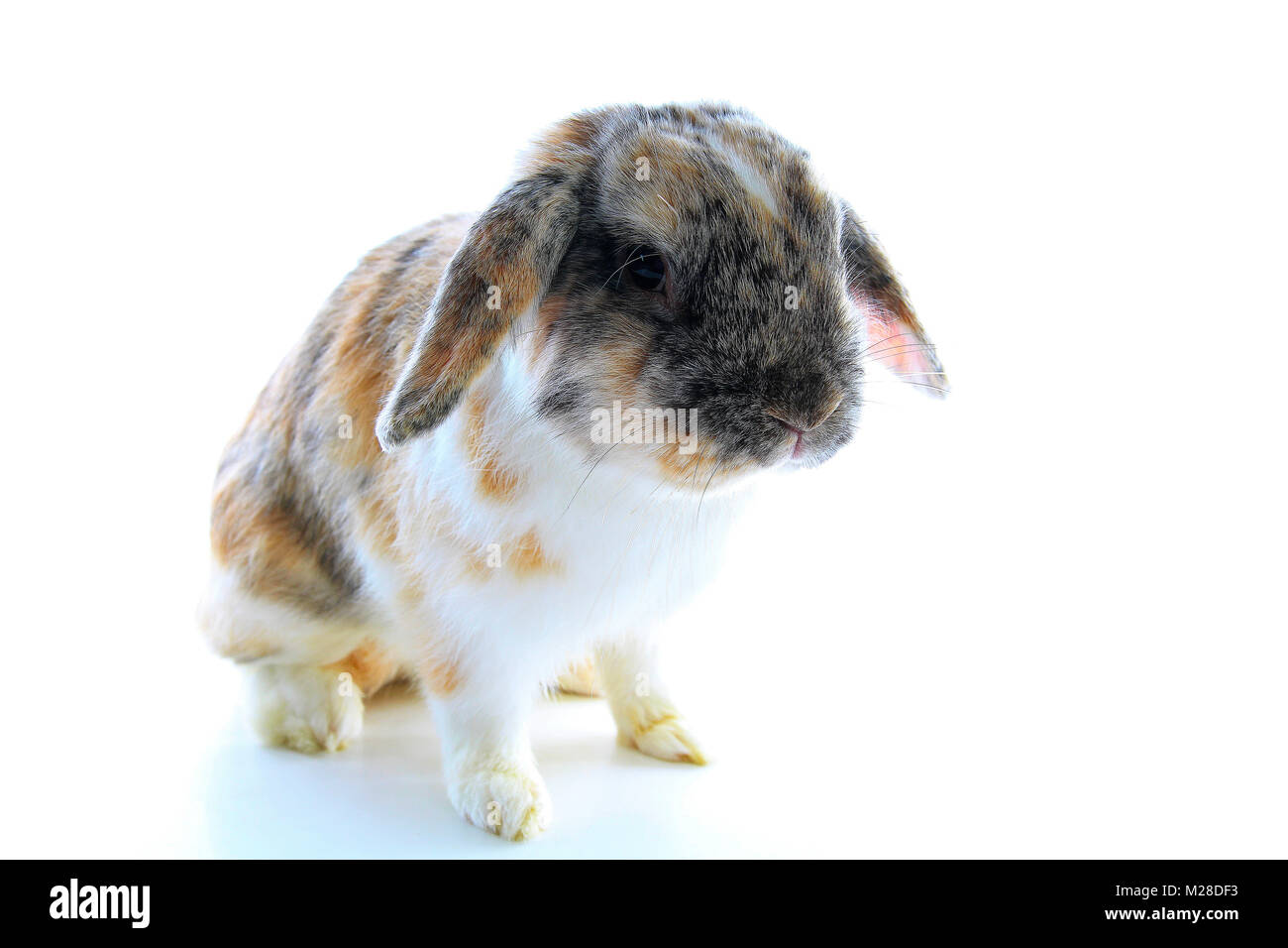 rabbit,lop eared cute tricolor bunny. Stock Photo